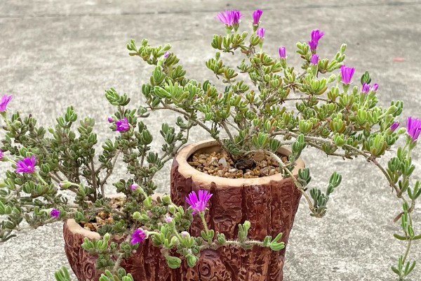 枝干番杏开花的养法，要给予充足的光照时间