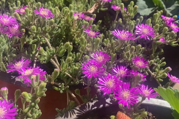 枝干番杏开花的养法，要给予充足的光照时间