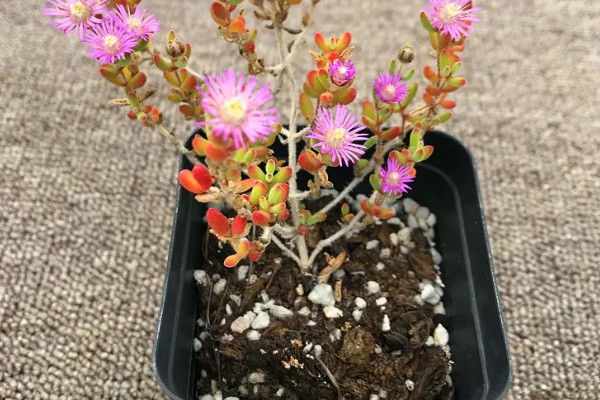 枝干番杏开花的养法，要给予充足的光照时间