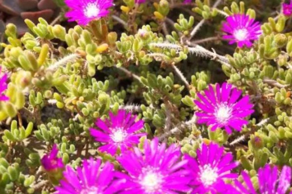 枝干番杏开花的养法，要给予充足的光照时间