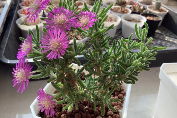 枝干番杏开花的养法，要给予充足的光照时间