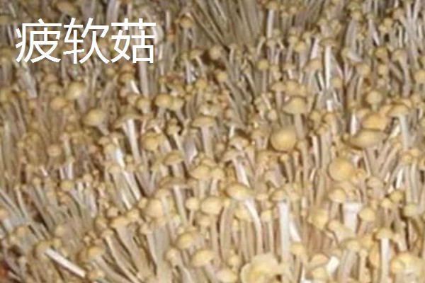 金针菇出菇异常的原因及防治方法,料面干燥或喷水过多均会导致