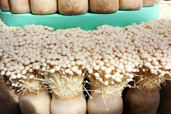 金针菇出菇异常的原因及防治方法,料面干燥或喷水过多均会导致