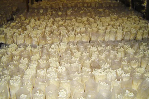 金针菇出菇异常的原因及防治方法,料面干燥或喷水过多均会导致
