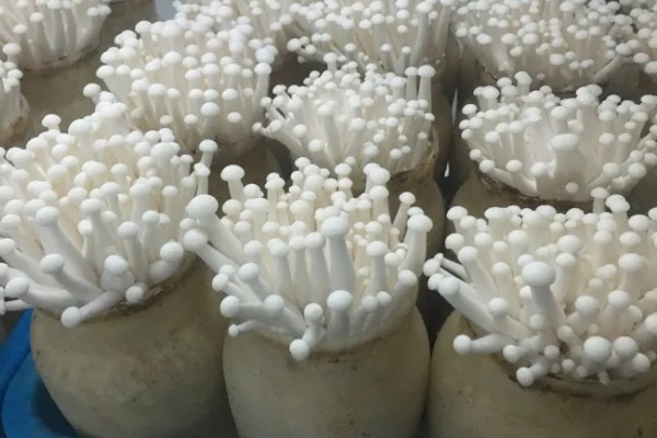 金针菇出菇异常的原因及防治方法,料面干燥或喷水过多均会导致
