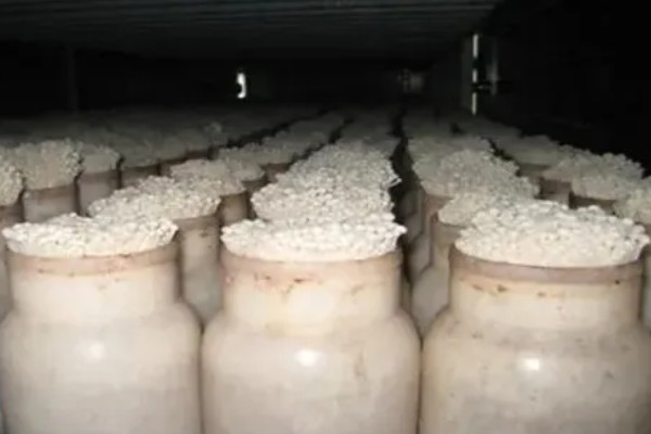 金针菇出菇异常的原因及防治方法,料面干燥或喷水过多均会导致