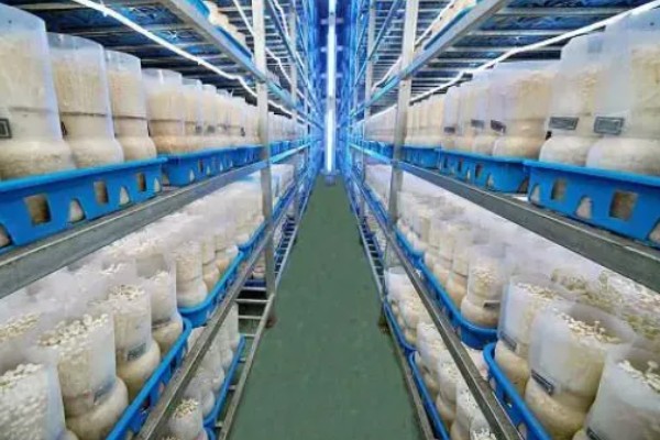 金针菇出菇异常的原因及防治方法,料面干燥或喷水过多均会导致