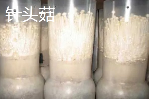 金针菇出菇异常的原因及防治方法,料面干燥或喷水过多均会导致