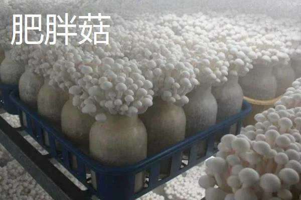 金针菇出菇异常的原因及防治方法,料面干燥或喷水过多均会导致