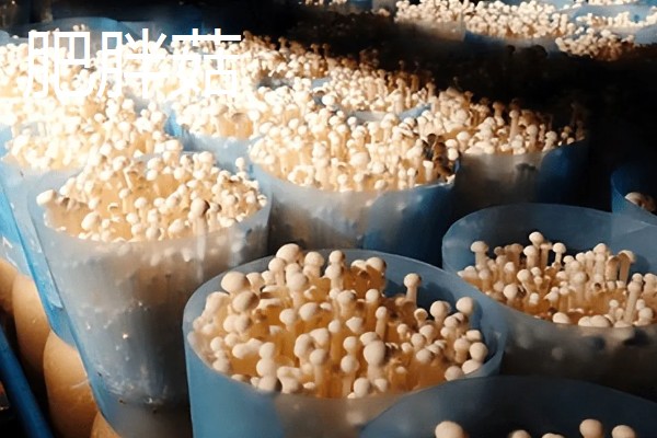金针菇出菇异常的原因及防治方法,料面干燥或喷水过多均会导致