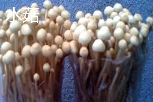 金针菇出菇异常的原因及防治方法,料面干燥或喷水过多均会导致