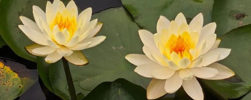 睡莲冬季会死亡吗，耐寒性较差的品种可能会被冻死