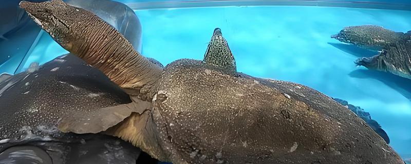 甲鱼能和鱼养在一起吗，甲鱼和小鱼不可一起混养