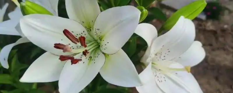 养殖百合花的方法，开花前要追施磷钾肥
