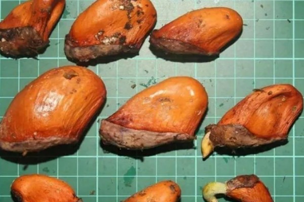 冬天怎么养榴莲,如果是盆栽可以移到室内