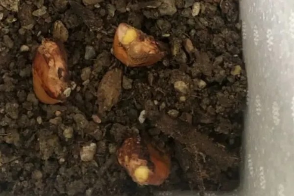 冬天怎么养榴莲,如果是盆栽可以移到室内