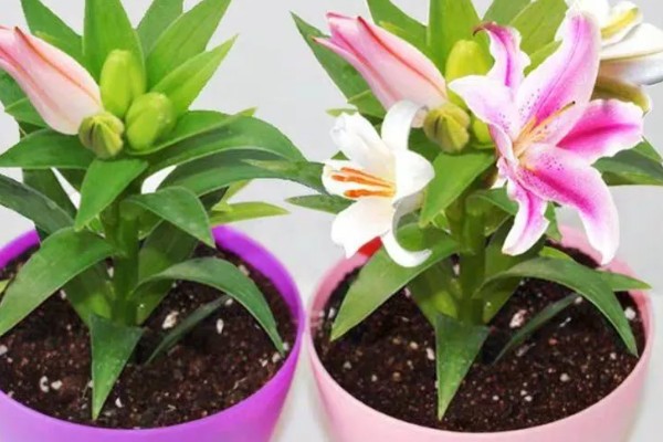 养殖百合花的方法,开花前要追施磷钾肥