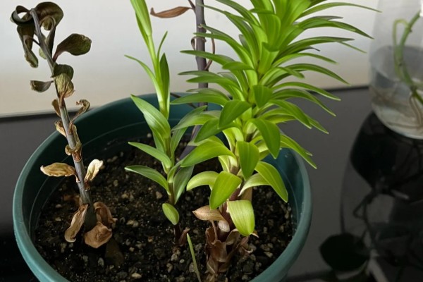 养殖百合花的方法,开花前要追施磷钾肥