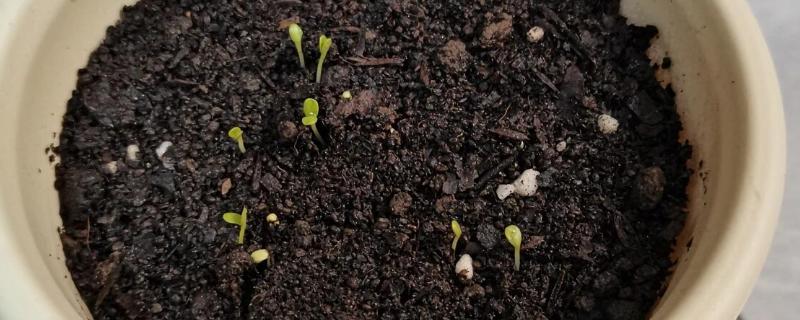 小雏菊怎么种植，播种前要浸种催芽