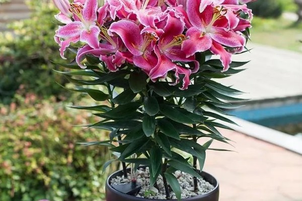 养殖百合花的方法,开花前要追施磷钾肥