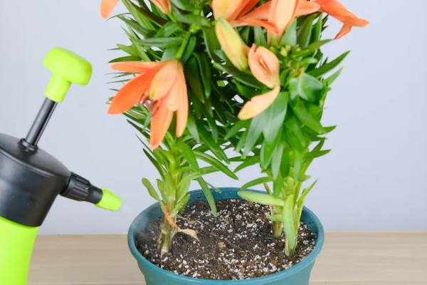 养殖百合花的方法,开花前要追施磷钾肥