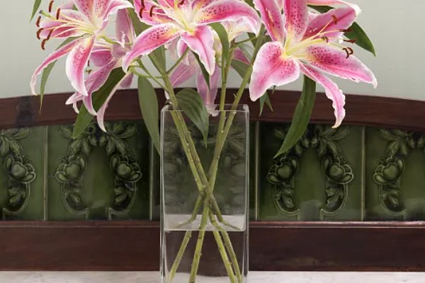养殖百合花的方法,开花前要追施磷钾肥