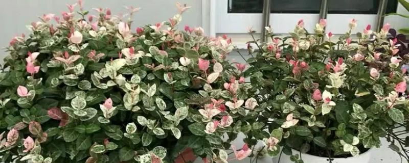 花叶络石的过冬方法，每隔10-15天浇一次水