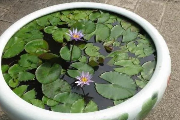 睡莲冬季会死亡吗，耐寒性较差的品种可能会被冻死