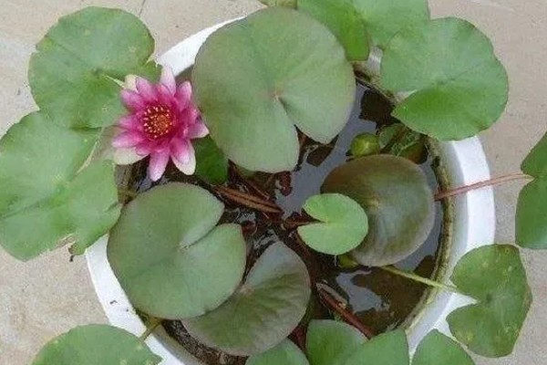 睡莲冬季会死亡吗，耐寒性较差的品种可能会被冻死