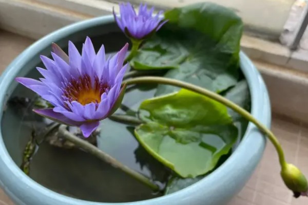 睡莲冬季会死亡吗，耐寒性较差的品种可能会被冻死