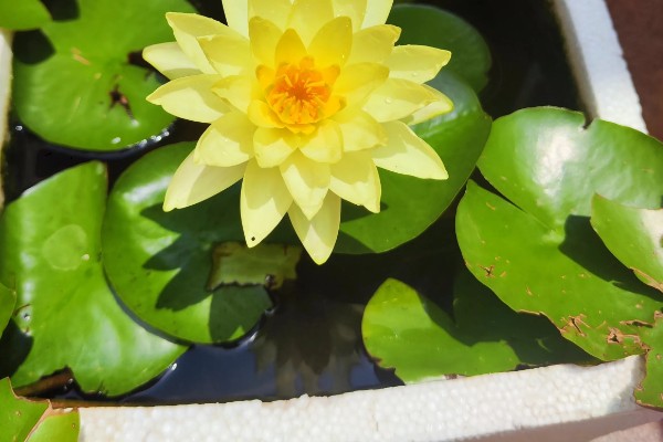 睡莲冬季会死亡吗，耐寒性较差的品种可能会被冻死