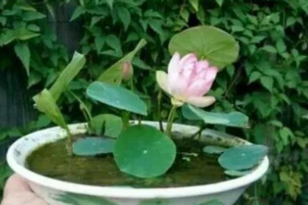 睡莲冬季会死亡吗，耐寒性较差的品种可能会被冻死