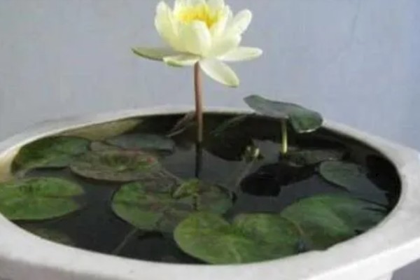 睡莲冬季会死亡吗，耐寒性较差的品种可能会被冻死