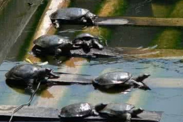 甲鱼能和鱼养在一起吗，甲鱼和小鱼不可一起混养