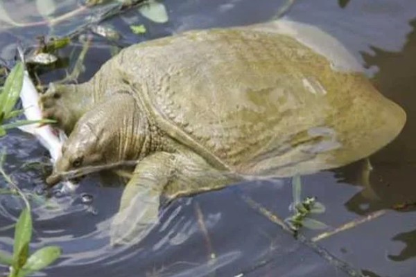 甲鱼能和鱼养在一起吗，甲鱼和小鱼不可一起混养