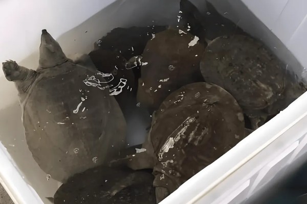 甲鱼能和鱼养在一起吗，甲鱼和小鱼不可一起混养