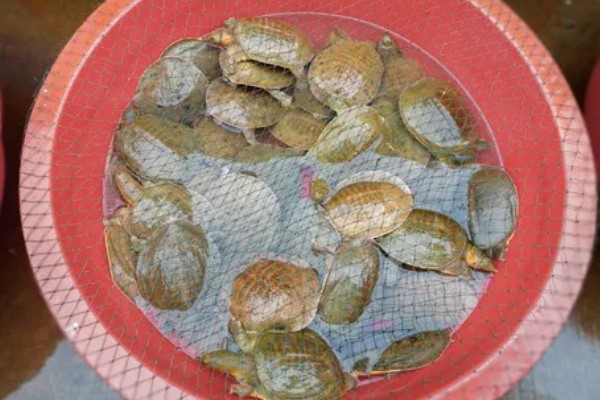 甲鱼能和鱼养在一起吗，甲鱼和小鱼不可一起混养