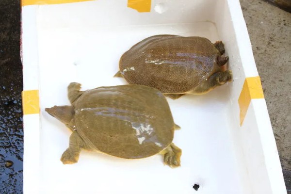 甲鱼能和鱼养在一起吗，甲鱼和小鱼不可一起混养