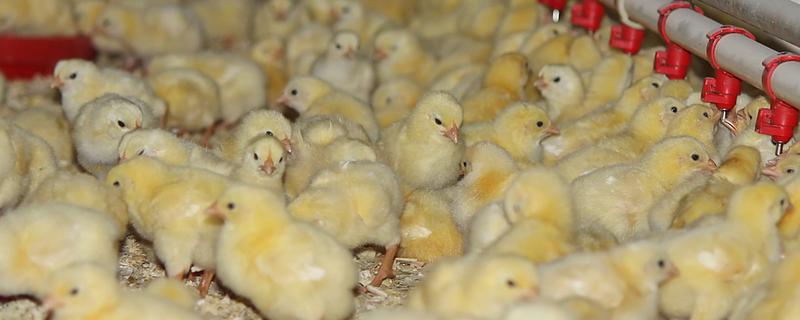 为什么小鸡容易死，可能是饲养密度太大所致