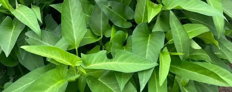 空心菜叶子发黄的原因，一般是土壤干旱、缺少养分等因素所致