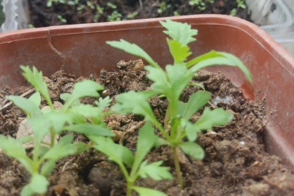小雏菊怎么种植，播种前要浸种催芽