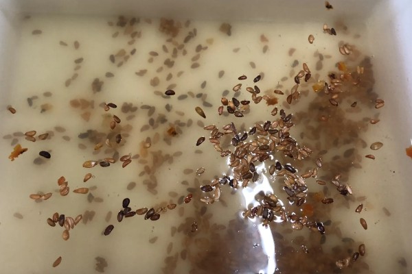 小雏菊怎么种植，播种前要浸种催芽