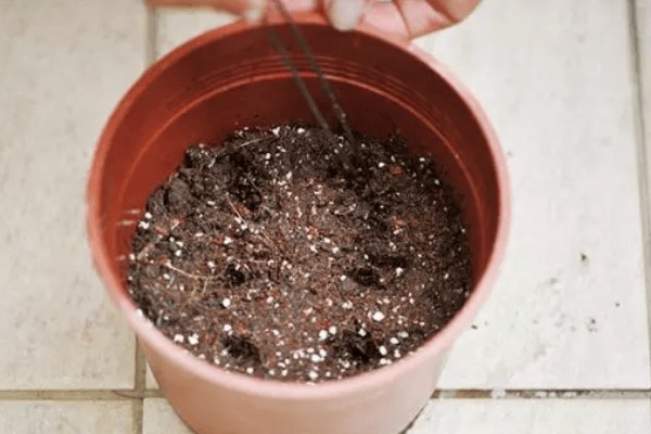 小雏菊怎么种植，播种前要浸种催芽