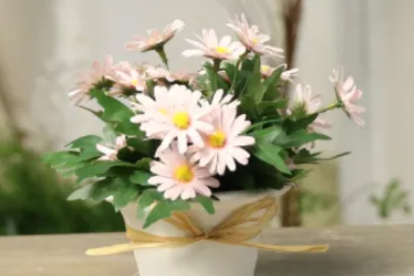 小雏菊怎么种植，播种前要浸种催芽