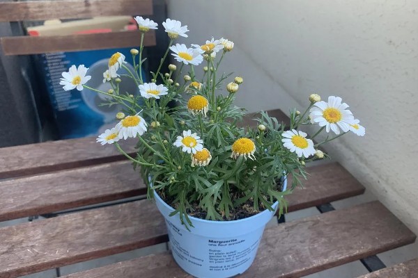 小雏菊怎么种植，播种前要浸种催芽