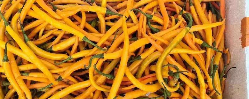 湖南种植什么品种的辣椒好，推荐三樟黄贡椒、坛坛香4号红线椒等