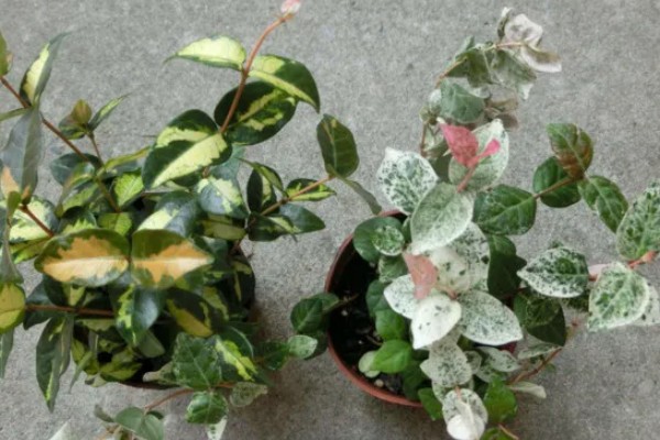 花叶络石的过冬方法，每隔10-15天浇一次水