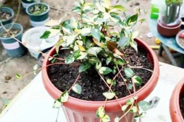 花叶络石的过冬方法，每隔10-15天浇一次水