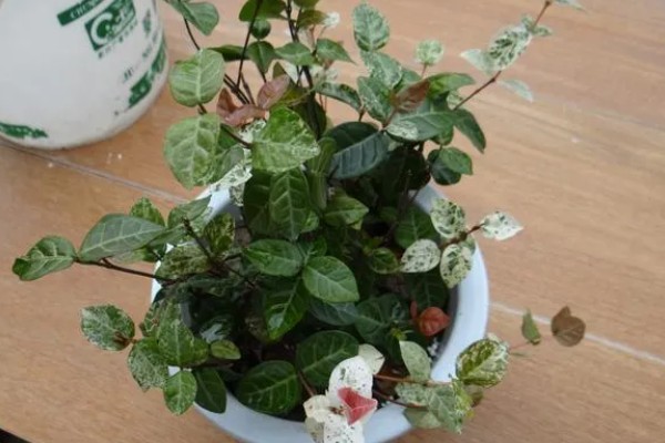 花叶络石的过冬方法，每隔10-15天浇一次水