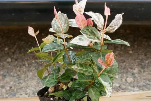 花叶络石的过冬方法，每隔10-15天浇一次水